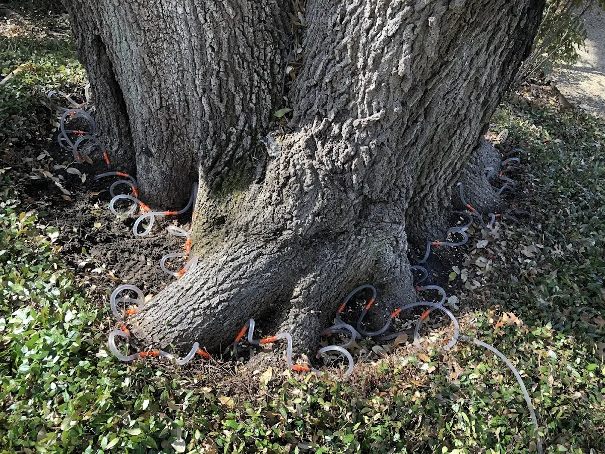 Detailed Tree Cabling and Bracing job site in Voorheesville
